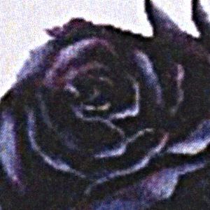 Dark Rose Cross Stitch Pattern - SIW-683 picture