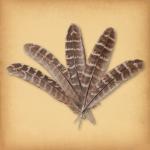 Small Turkey Feathers - FTH-102
