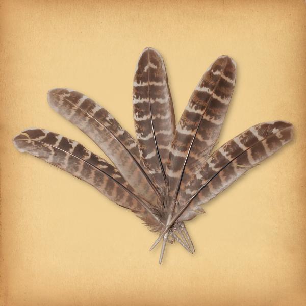 Small Turkey Feathers - FTH-102