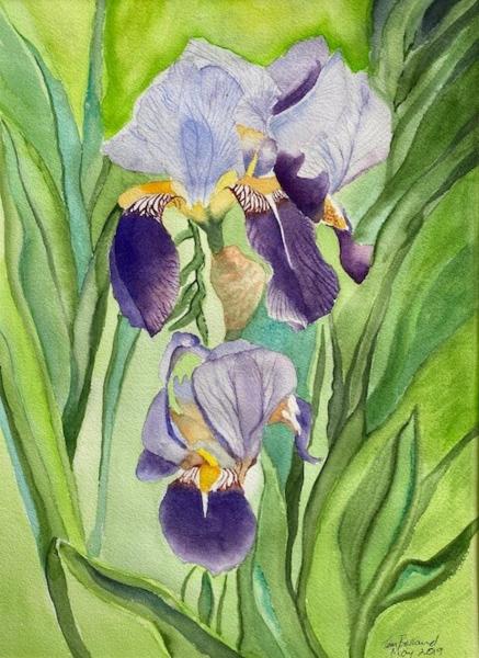 Iris Flowers picture
