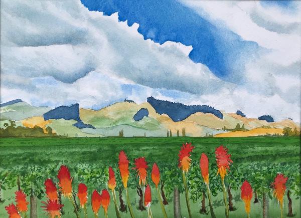 Red Hot Pokers, Waimea Plains picture