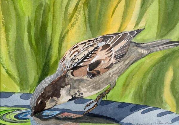 Sparrow Drinking