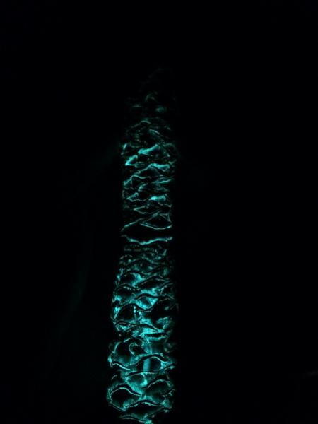 The Dark Dragon - Glowing Dragonscale Wand