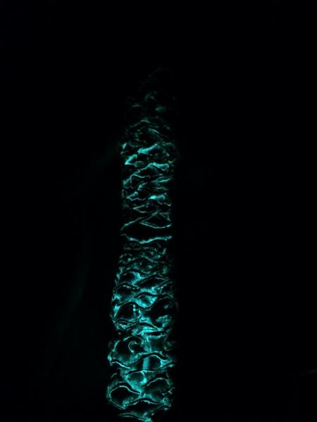 The Dark Dragon - Glowing Dragonscale Wand picture