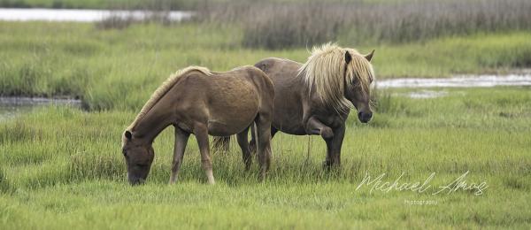 Assateague Duo picture