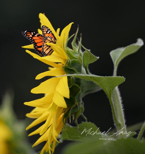 Sunflower 2 picture