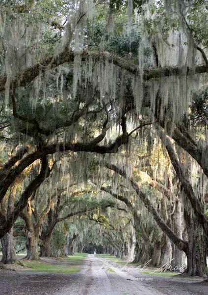 Beaufort Oak Alley