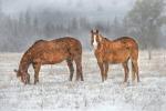 Wyoming Snow