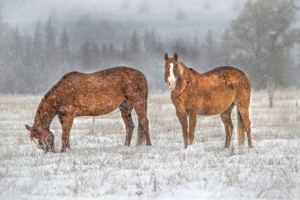 Wyoming Snow picture