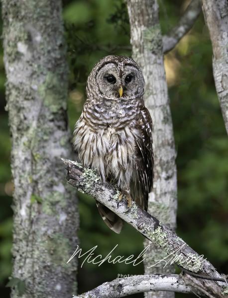 Barred Owl picture