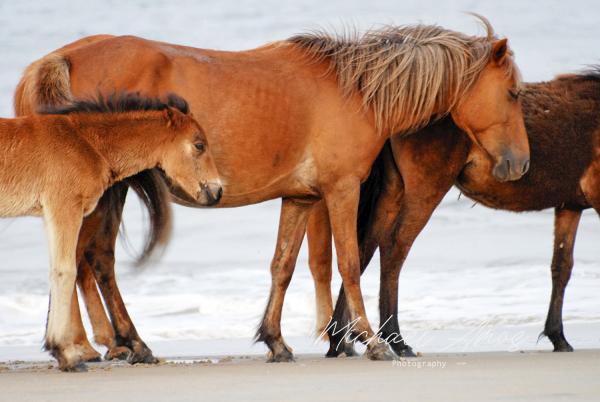 Corolla Wild Horses