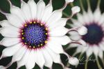 African Daisy