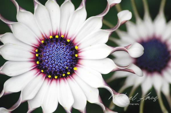 African Daisy picture