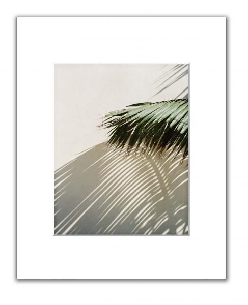 Palm Shadows picture