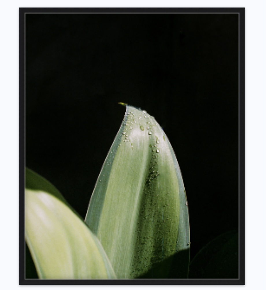 Photosynthesis picture