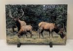 5 x 7 Slate Photo - Elk