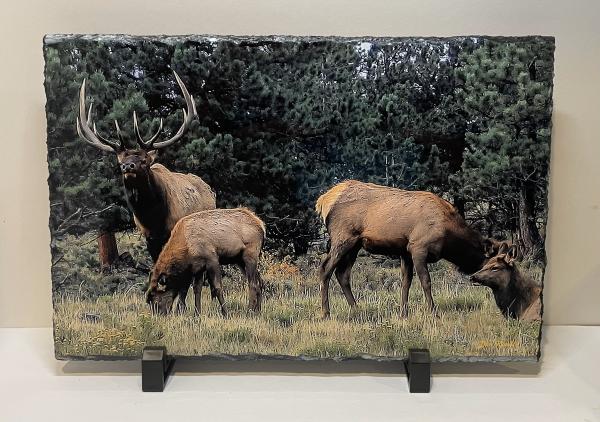 5 x 7 Slate Photo - Elk picture