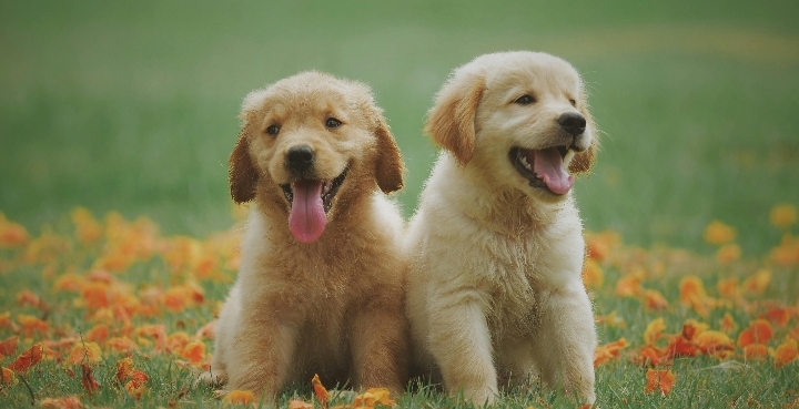 MarysSunshine Dog Treats