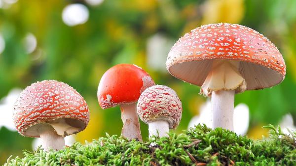 Online psychedelic store USA safe delivery