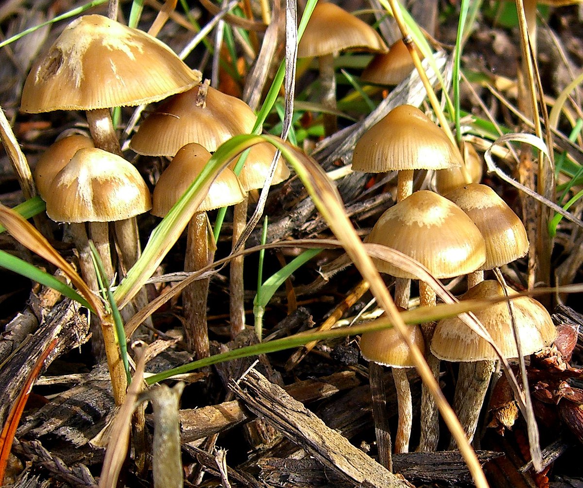 Psilocybe cubensis for sale User Profile