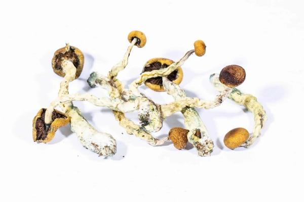 Psilocybe cubensis for sale fast shipping