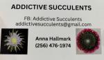 Addictive Succulents