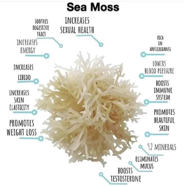 Sea Moss Gel picture