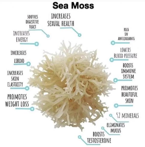 Sea Moss Gel picture