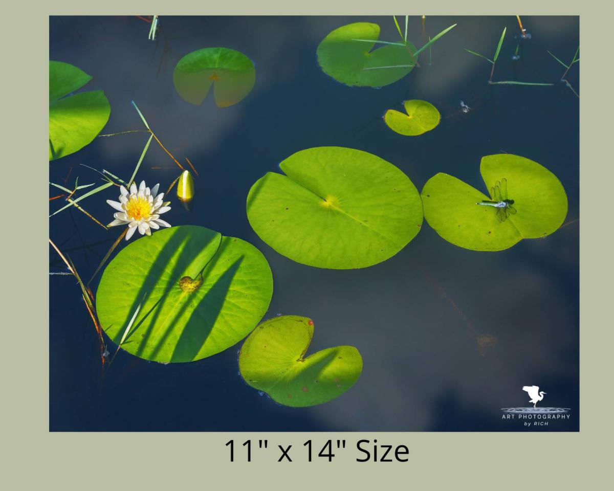 Dragonfly Launch Pad Nature Photograph for Interior Design, Color Landscape Photo, Physical Print, Original Wall Artwork for Home/Office picture