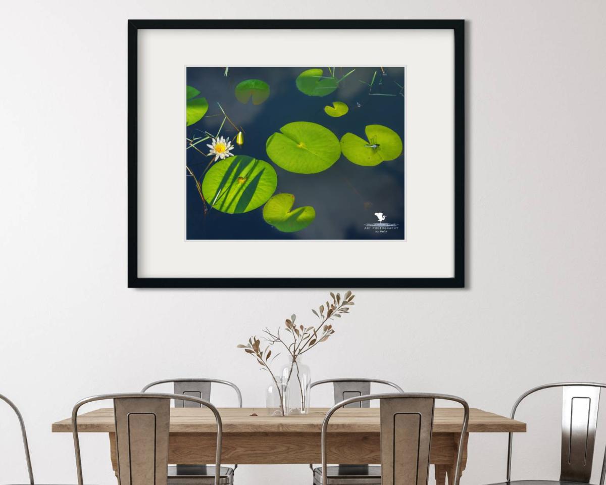 Dragonfly Launch Pad Nature Photograph for Interior Design, Color Landscape Photo, Physical Print, Original Wall Artwork for Home/Office picture