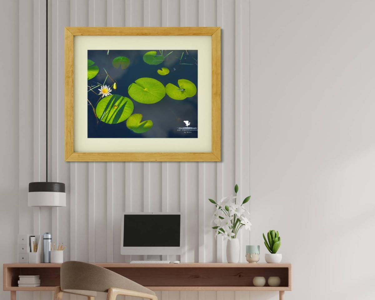 Dragonfly Launch Pad Nature Photograph for Interior Design, Color Landscape Photo, Physical Print, Original Wall Artwork for Home/Office picture