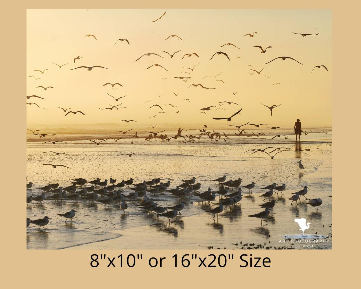 Morning Beach Walk Nature Photograph for Home or Office, Color Landscape Photo, Physical Print, Original Wall Art for Interior Design picture