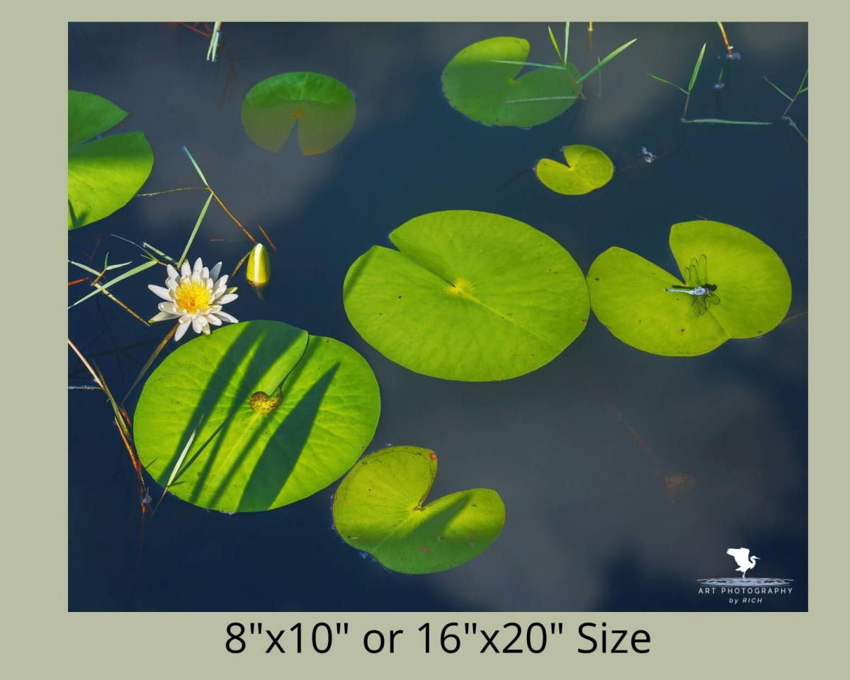 Dragonfly Launch Pad Nature Photograph for Interior Design, Color Landscape Photo, Physical Print, Original Wall Artwork for Home/Office picture