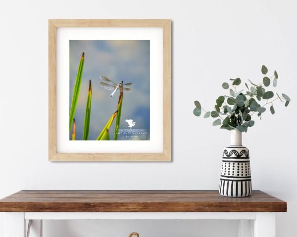 Dragonfly on Pond Grass Fine Art Photograph, Nature Photography, Wildlife Photo, Physical Print, Dragonfly Wall Art, Home and Office Décor picture
