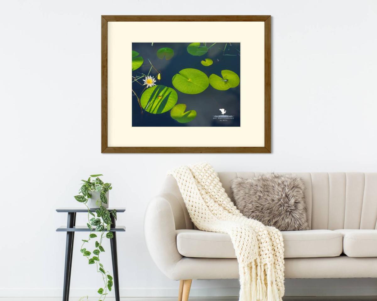 Dragonfly Launch Pad Nature Photograph for Interior Design, Color Landscape Photo, Physical Print, Original Wall Artwork for Home/Office picture