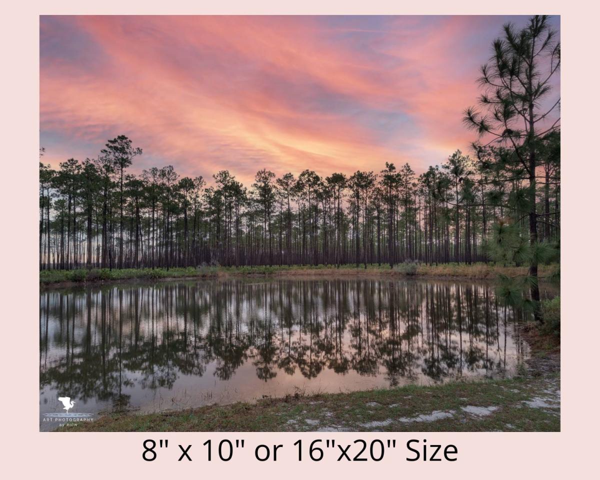 Evergreen Sunrise Color Landscape Photo for Interior Design, Nature Photography, Physical Print, Original Wall Artwork for Home or Office picture