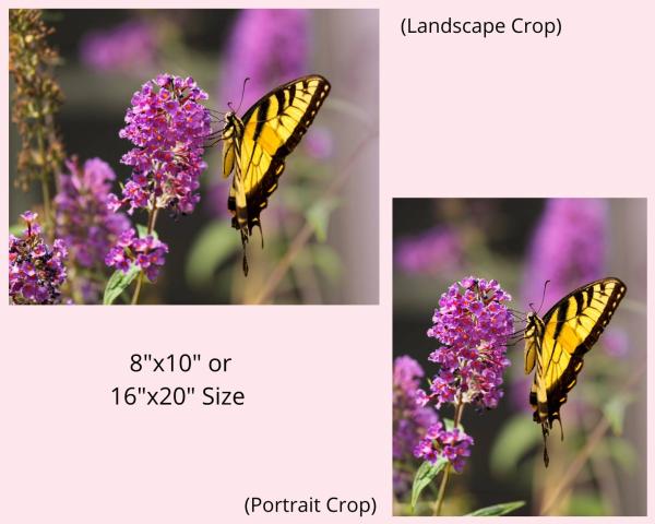 Tiger Swallowtail on Butterfly Bush, Fine Art Photograph, Nature Photograph, Wildlife Photo, Wall Art, Matted Print picture