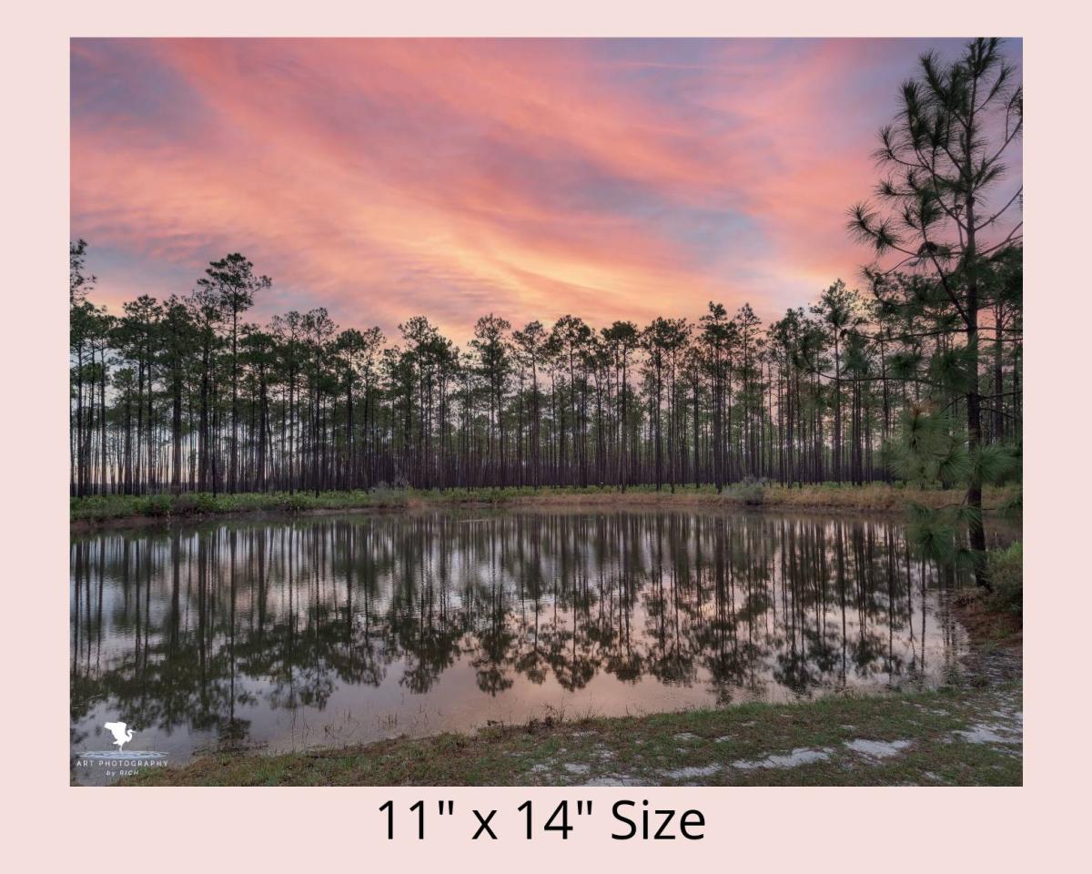 Evergreen Sunrise Color Landscape Photo for Interior Design, Nature Photography, Physical Print, Original Wall Artwork for Home or Office picture