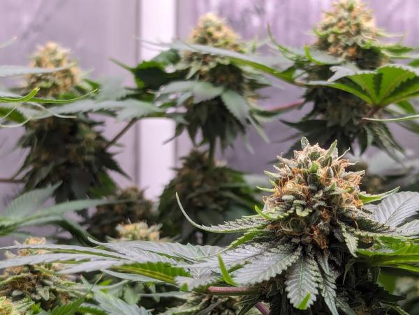 Cultivating Knowledge