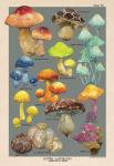 BOTW Mushrooms