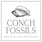 Conch fossil