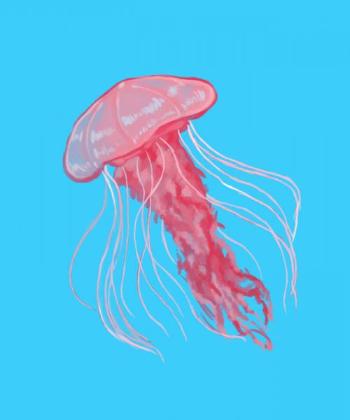 Jellyfish